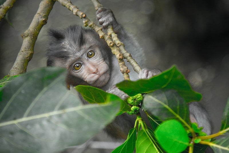monkey at the Sacred Monkey Forest Sactuary in Ubud, Bali