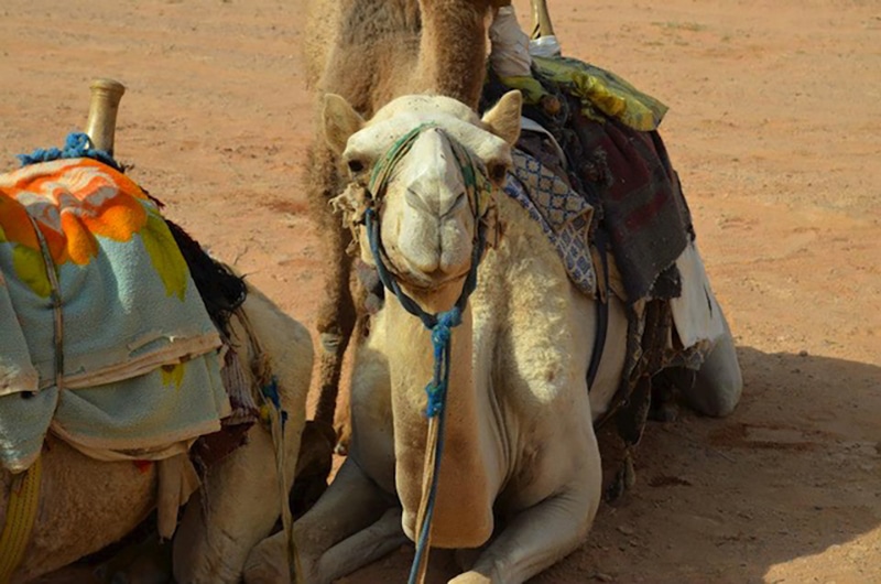 Camels on a Jordan visit