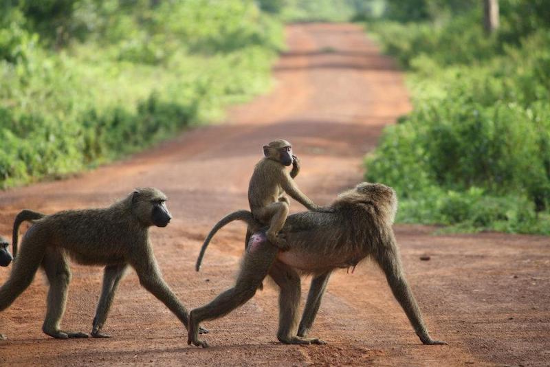 monkeys crossing the road during an Africa trip