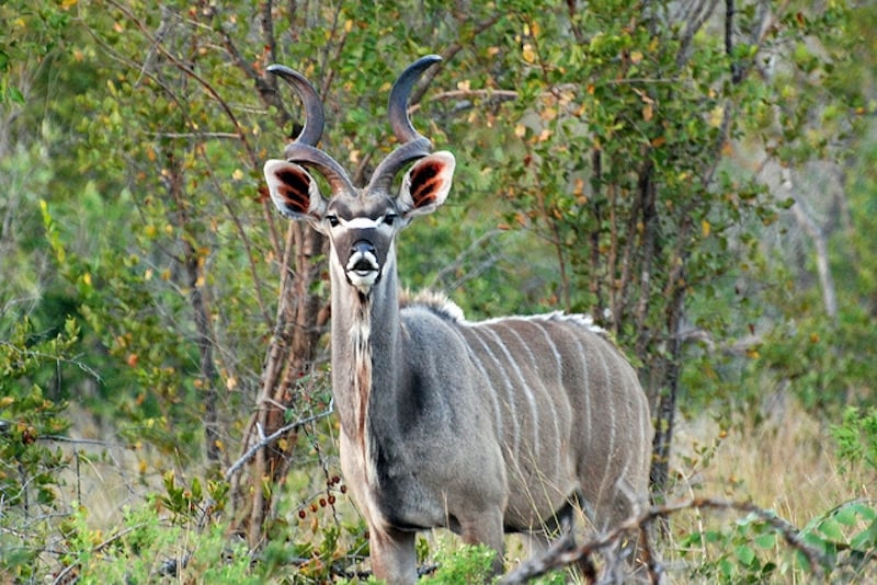 Kudu on a south african safari tour