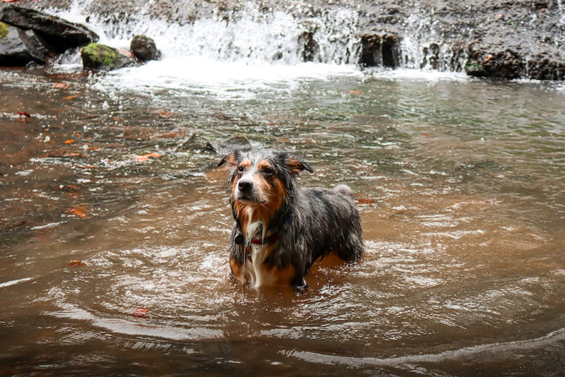 dog swimming at the base of a waterfall in Los Angeles, California