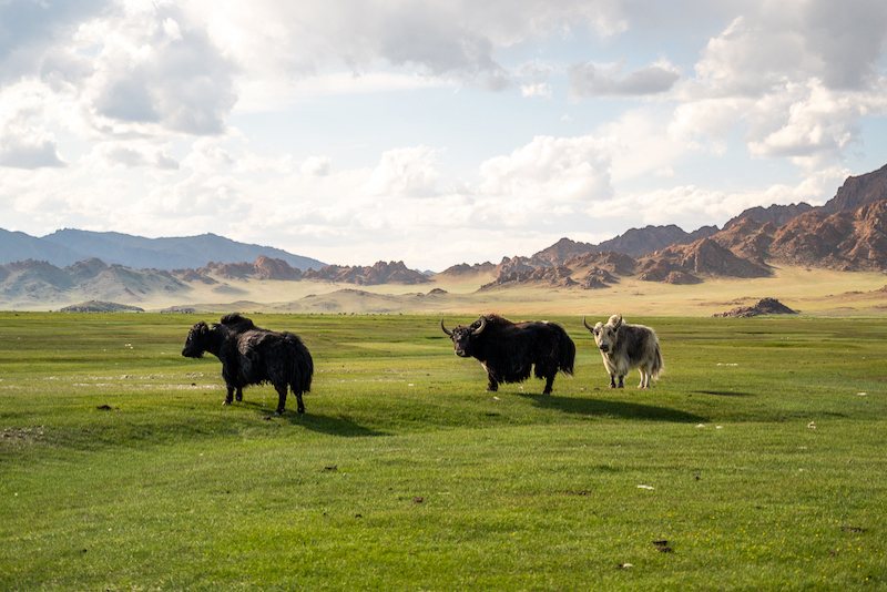 seeing yaks on a Mongolia travel itinerary
