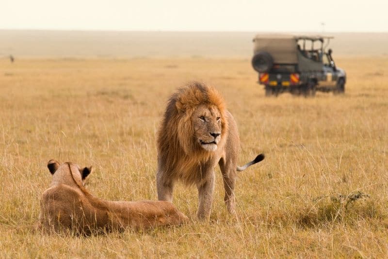 Seeing lions on an adventure travel safari