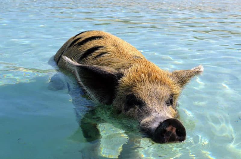 Swimming with pigs in the Bahamas is the best Caribbean tour